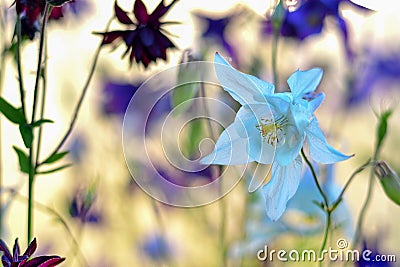 Delicate white Aquilegia flower on a beautiful blurry background Stock Photo