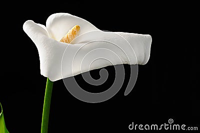 Delicate White Arum Lily Stock Photo