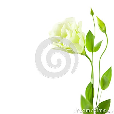 Delicate white Eustoma (Lisiantus) Flower with leaves and buds Stock Photo