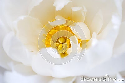 Delicate white flower bloom Stock Photo