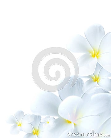 Delicate white flower bloom Stock Photo