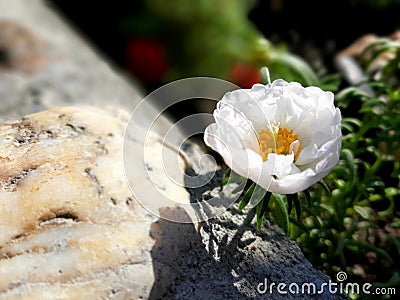 A delicate white flower Portulacaceae Stock Photo