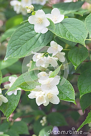 Delicate white flowers mock orange and green leaves with raindrops on a branch. White jasmine flowers of philadelphia coronary. Stock Photo