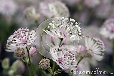 Delicate white flowers stained with purple Stock Photo
