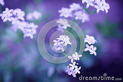 Delicate white flowers on a violet background Stock Photo