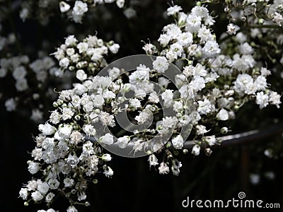 Delicate white inflorescences for bouquets. Stock Photo