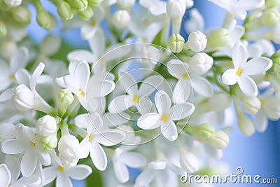 Delicate white lilac Stock Photo