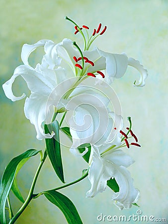 Delicate white lily Stock Photo