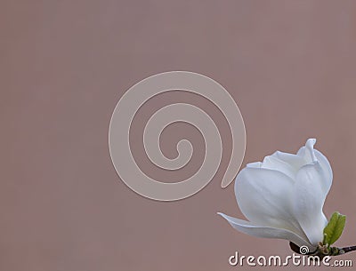 Delicate white magnolia flower for wedding invitations, advertisements, posters, signs, and other great ideas and concepts. horizo Stock Photo