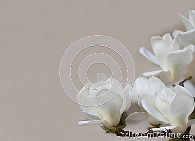 Delicate white magnolia flowers for wedding invitations, advertisements, posters, signs, and other great ideas and concepts. horiz Stock Photo