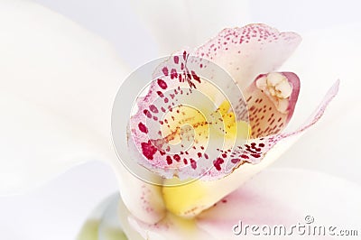 Delicate white orchid Stock Photo