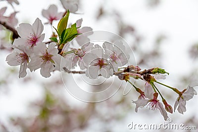 Delicate white and pink cherry blossoms with new leaf shoots Stock Photo