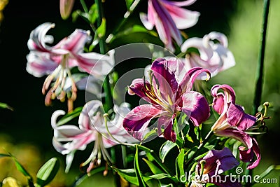 White and pink flowers of royal lily or lilium, known as king's lily in a British cottage style garden in a sunny summer Stock Photo