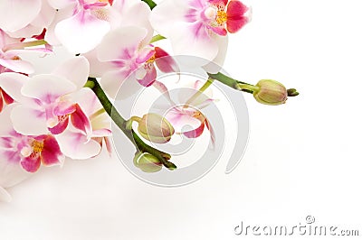 Delicate white pink orchids Stock Photo
