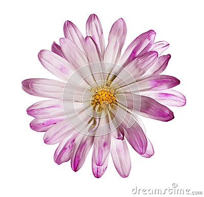 Delicate wild flower on pure white background Stock Photo