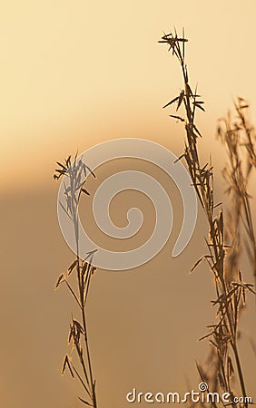 Delicate wild grass backlit in the morning sun with bokeh reflections Stock Photo