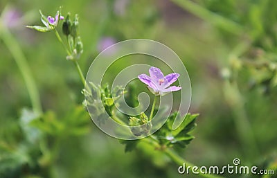 Delicate wild pink flower. Macro image. Stock Photo