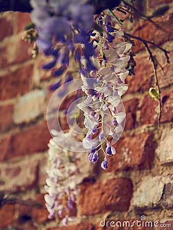 Wisteria growing on brick wall pattern texture. Stock Photo