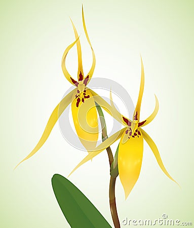 Delicate Yellow Orchids with Patches, Vector Illustration Vector Illustration