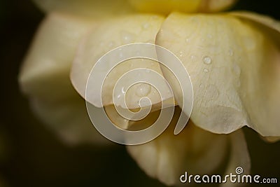 Yellow Rose with black background Stock Photo