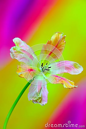 Delicately beautiful lace fringed tulip on soft background Stock Photo