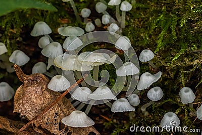 Delicatula integrella fungi close up Stock Photo