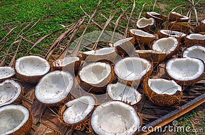 Delicious coconuts. Close-up of fresh ripe nuts for sale on the ground Stock Photo