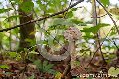 Delicious edible forest mushroom macrolepiota at the forest edge Stock Photo