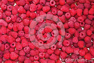 Delicious first class fresh raspberries Stock Photo