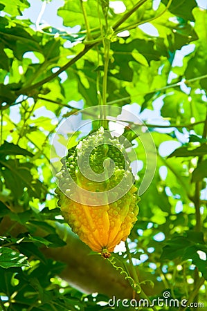 Delicious fresh bitter melon in garden Stock Photo