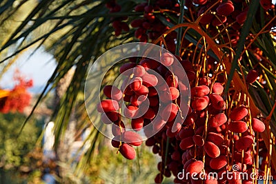 Delicious fresh dates growing on a palm tree. Fresh date palms that have an important place in advanced desert agriculture Stock Photo
