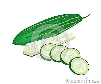 Delicious Fresh Marrow Slices on White Background Vector Illustration