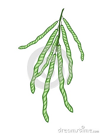 Delicious Fresh Mung Beans on A Twig Vector Illustration