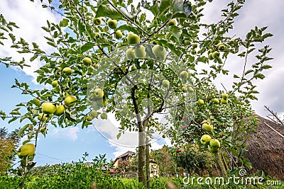 Delicious Golden apple trees Stock Photo