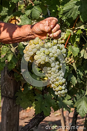 Delicious grape on the farmer hand Stock Photo