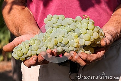 Delicious grape on the farmer hands Stock Photo