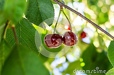 Delicious juicy cherries hanging on a branch. Defocus dreamy image of summer nature. Couple of ideally matched cherries Stock Photo