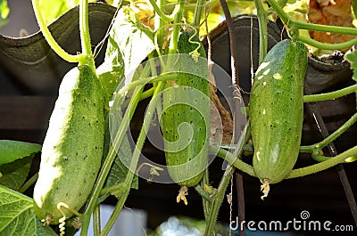 Delicious juicy three cucumbers. Stock Photo