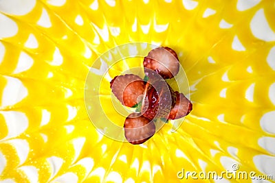 Delicious Pavlova Dessert With Strawberry Stock Photo