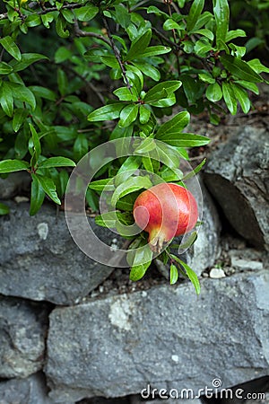 Delicious pomegranate fruit on a green leafs background. Stock Photo