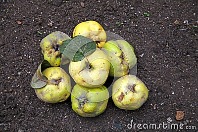 Delicious ripe quince lying on the ground Stock Photo