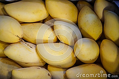 Delicious ripe or sweet yellow mangoes fruit fresh from garden showing natural scar and sap selling on pile in local market Stock Photo