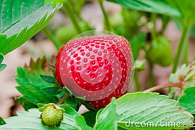 Delicious strawberry Stock Photo