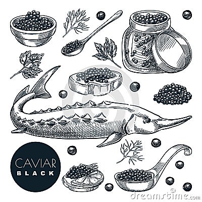 Delicious sturgeon fish black caviar, isolated on white background. Sketch vector illustration of luxury gourmet cuisine Vector Illustration