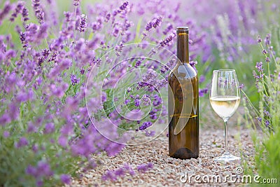 Delicious wine over lavender flowers field. Violet flowers on the background Stock Photo