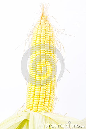 Deliciouse ear of sweet corn on cobs kernels or grains of ripe corn on white background vegetable isolated Stock Photo