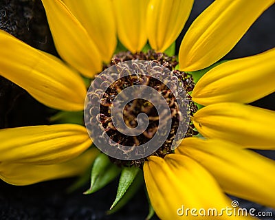 Close up of center of yellow Beach Sunflower. Stock Photo