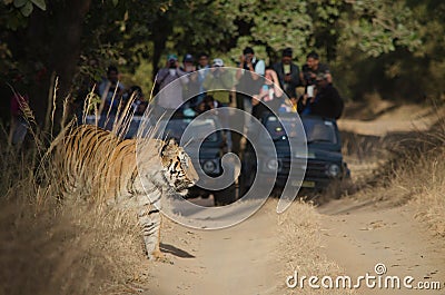 Delighted tourists watch on as a Male Bengal Tiger emerges from the bushes Editorial Stock Photo