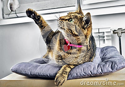 Delightful Bengal cat lies on a soft pillow and plays with a toy Stock Photo