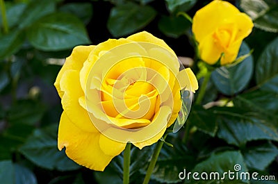 Delightful blooming yellow rose on bush. Photo Stock Photo